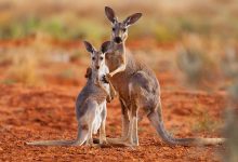 Kangaroos- A Few Interesting Facts