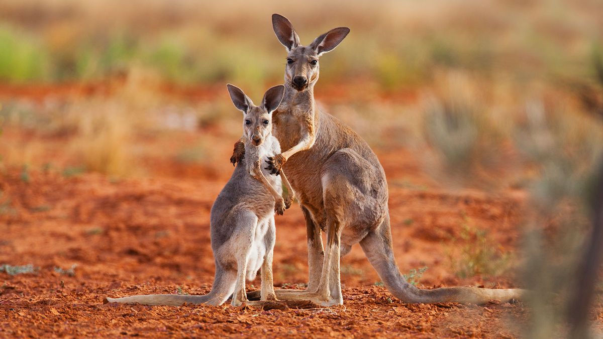 Kangaroos- A Few Interesting Facts